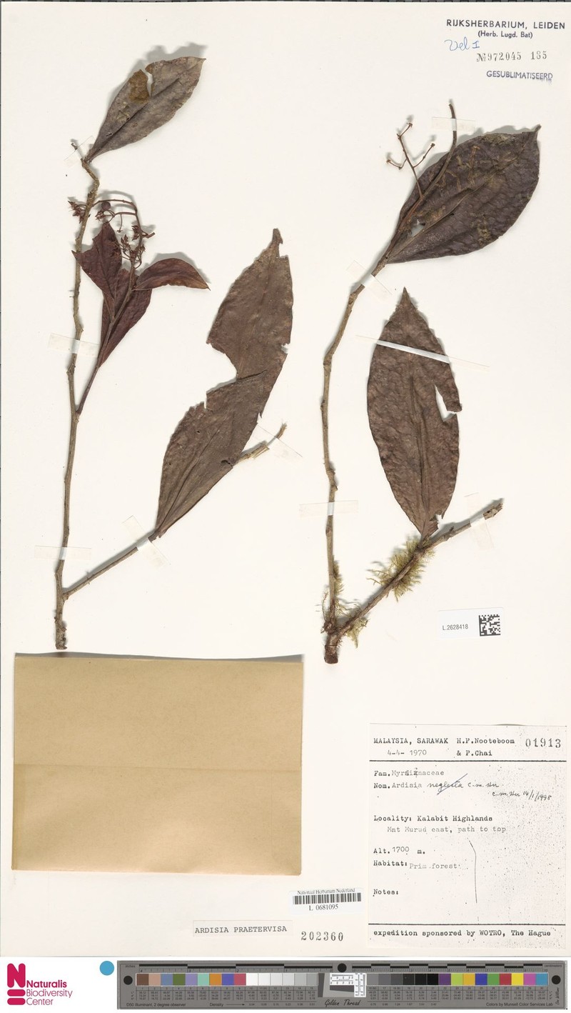 Ardisia praetervisa photo 3