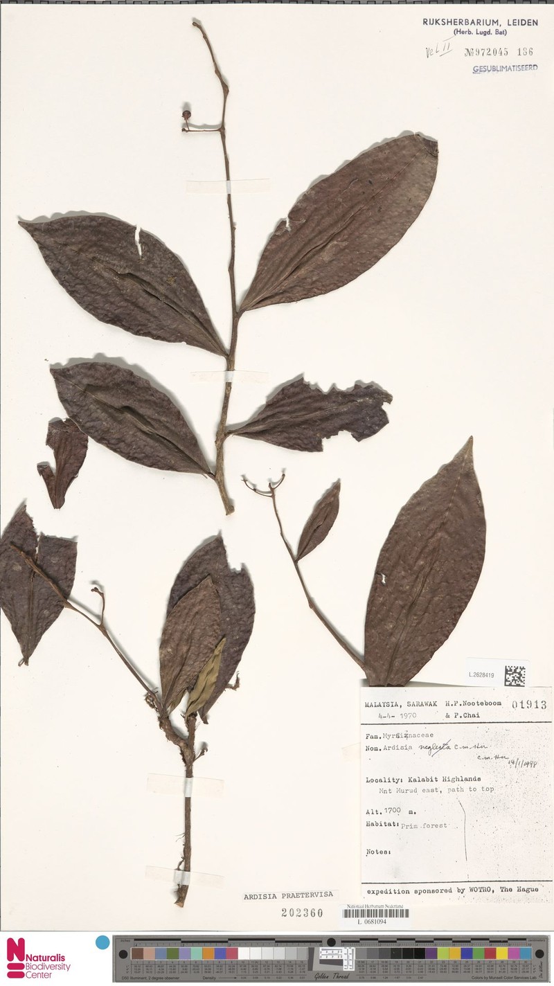 Ardisia praetervisa photo 4