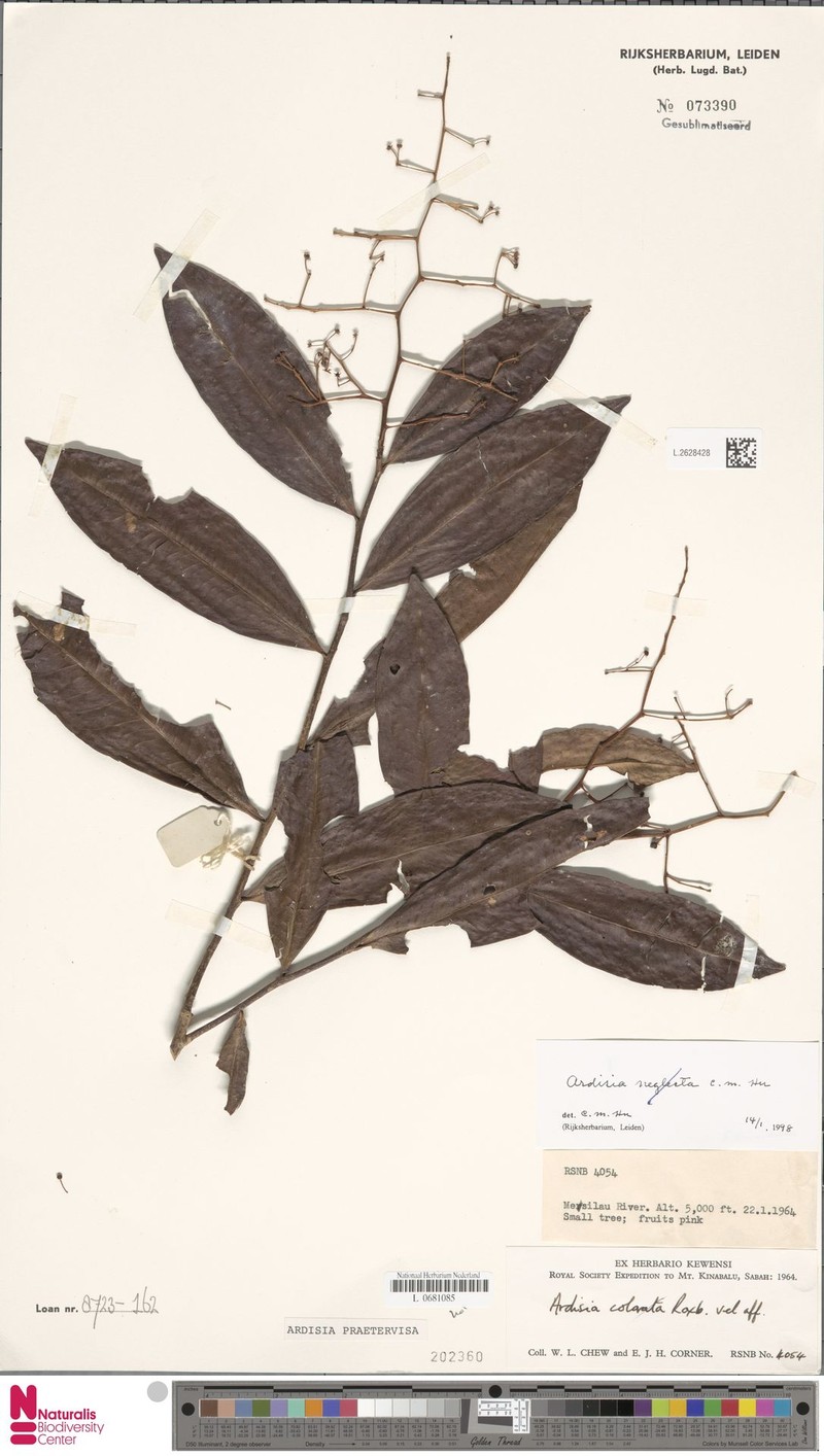 Ardisia praetervisa photo 5