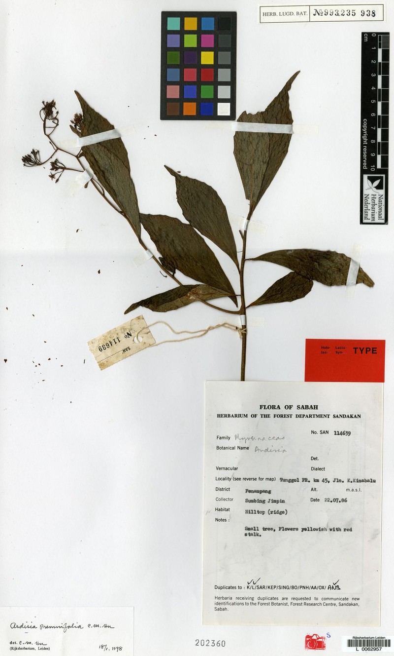 Ardisia premnifolia