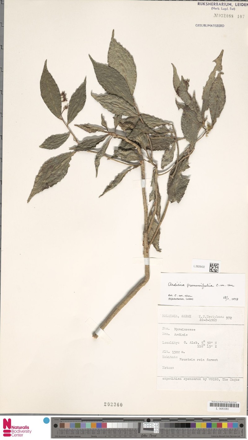 Ardisia premnifolia photo 2