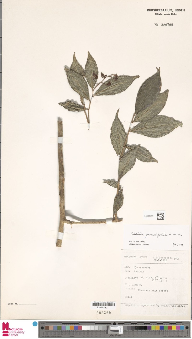 Ardisia premnifolia photo 3