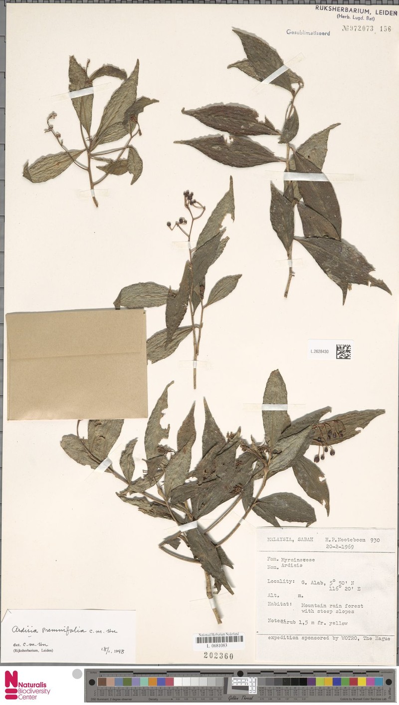 Ardisia premnifolia photo 4