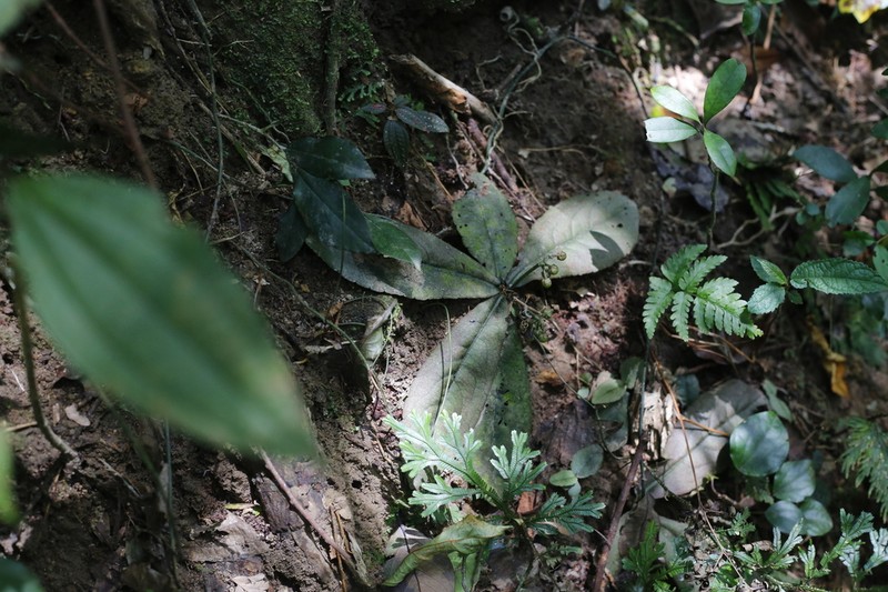 Ardisia primulifolia