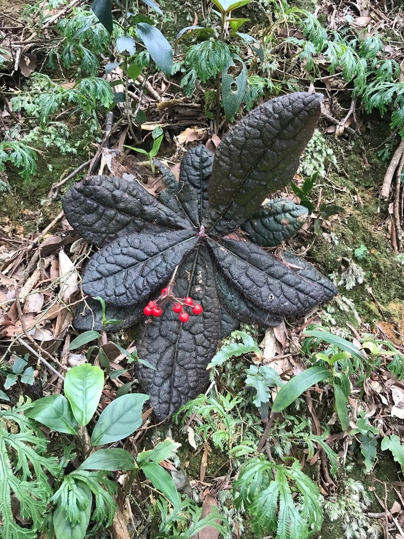 Ardisia primulifolia photo 2