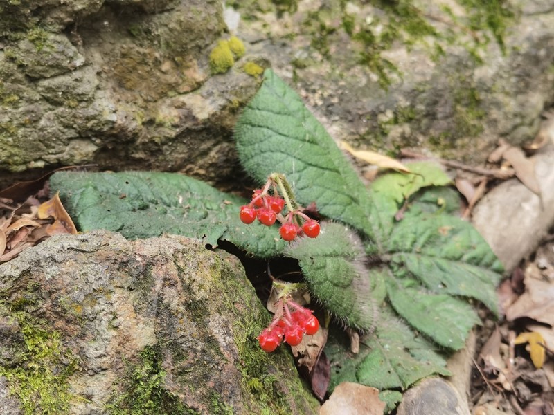 Ardisia primulifolia photo 3