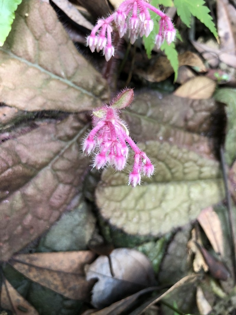 Ardisia primulifolia photo 4