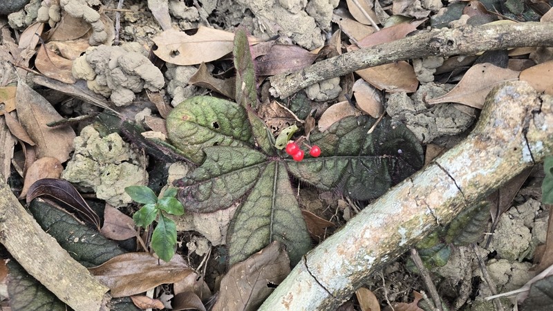 Ardisia primulifolia photo 5