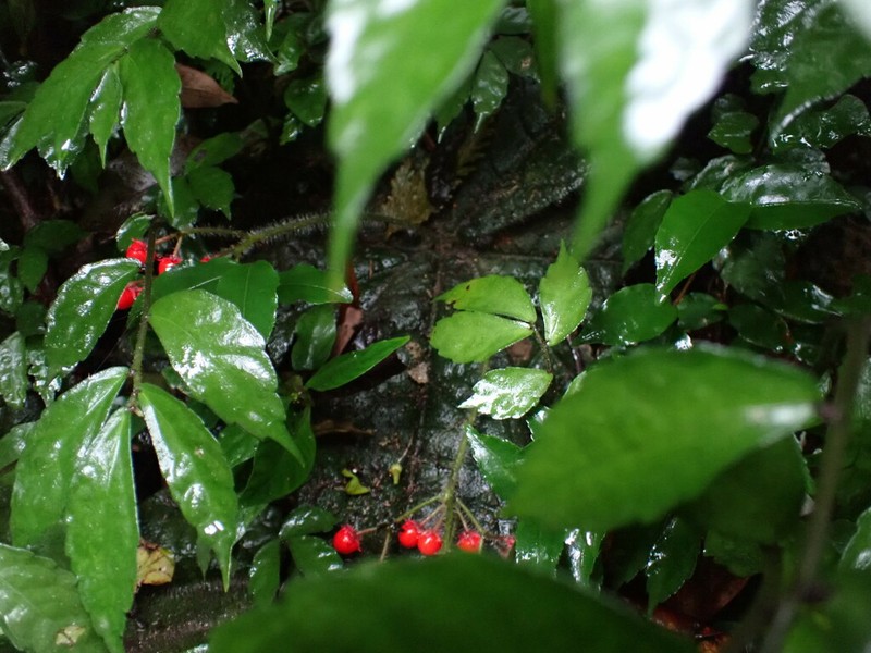 Ardisia primulifolia photo 6