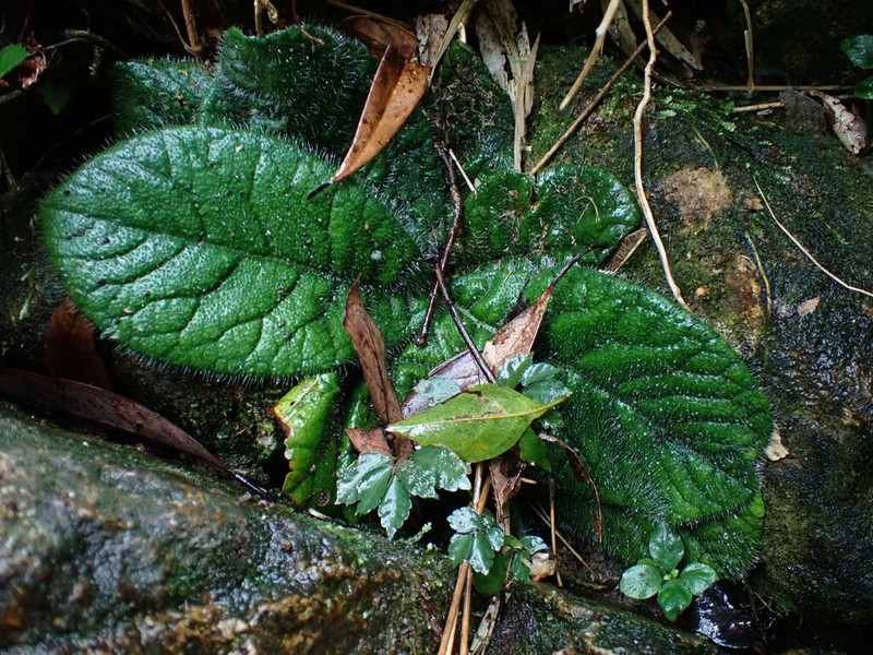 Ardisia primulifolia photo 7