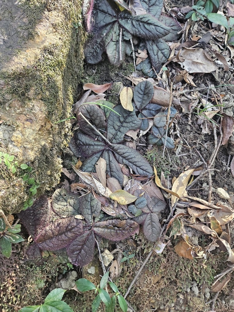 Ardisia primulifolia photo 8