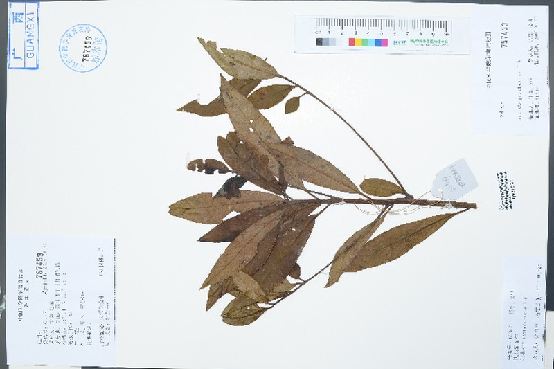 Ardisia pseudocrispa