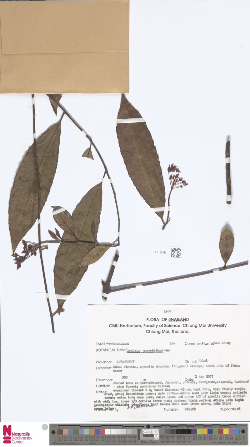 Ardisia pseudocrispa photo 2