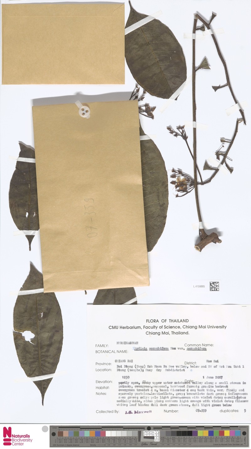 Ardisia pseudocrispa photo 3