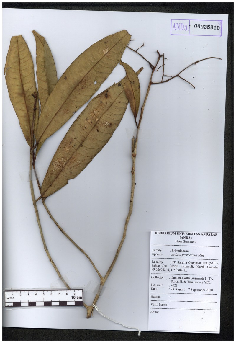Ardisia pterocaulis