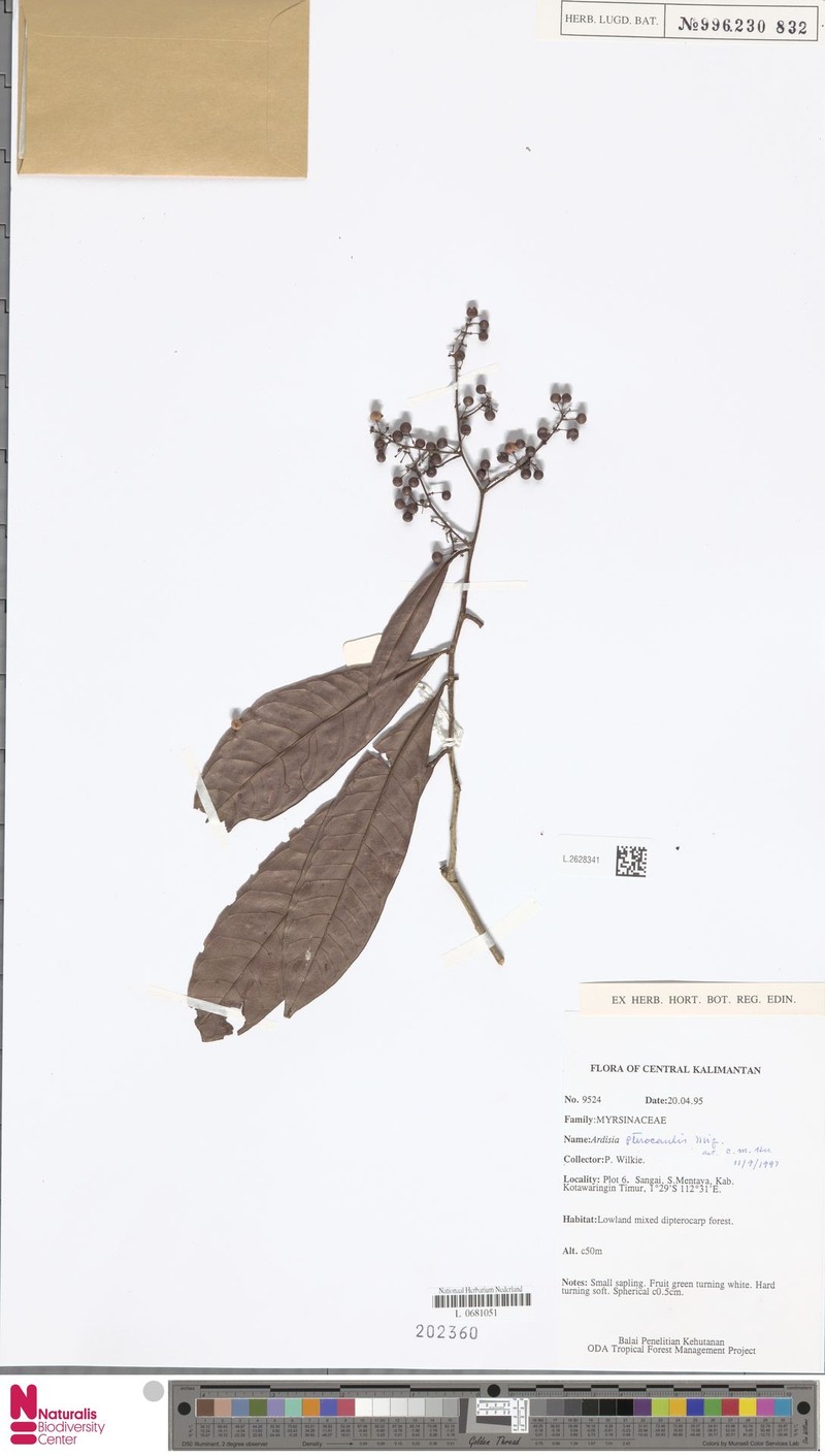 Ardisia pterocaulis photo 2