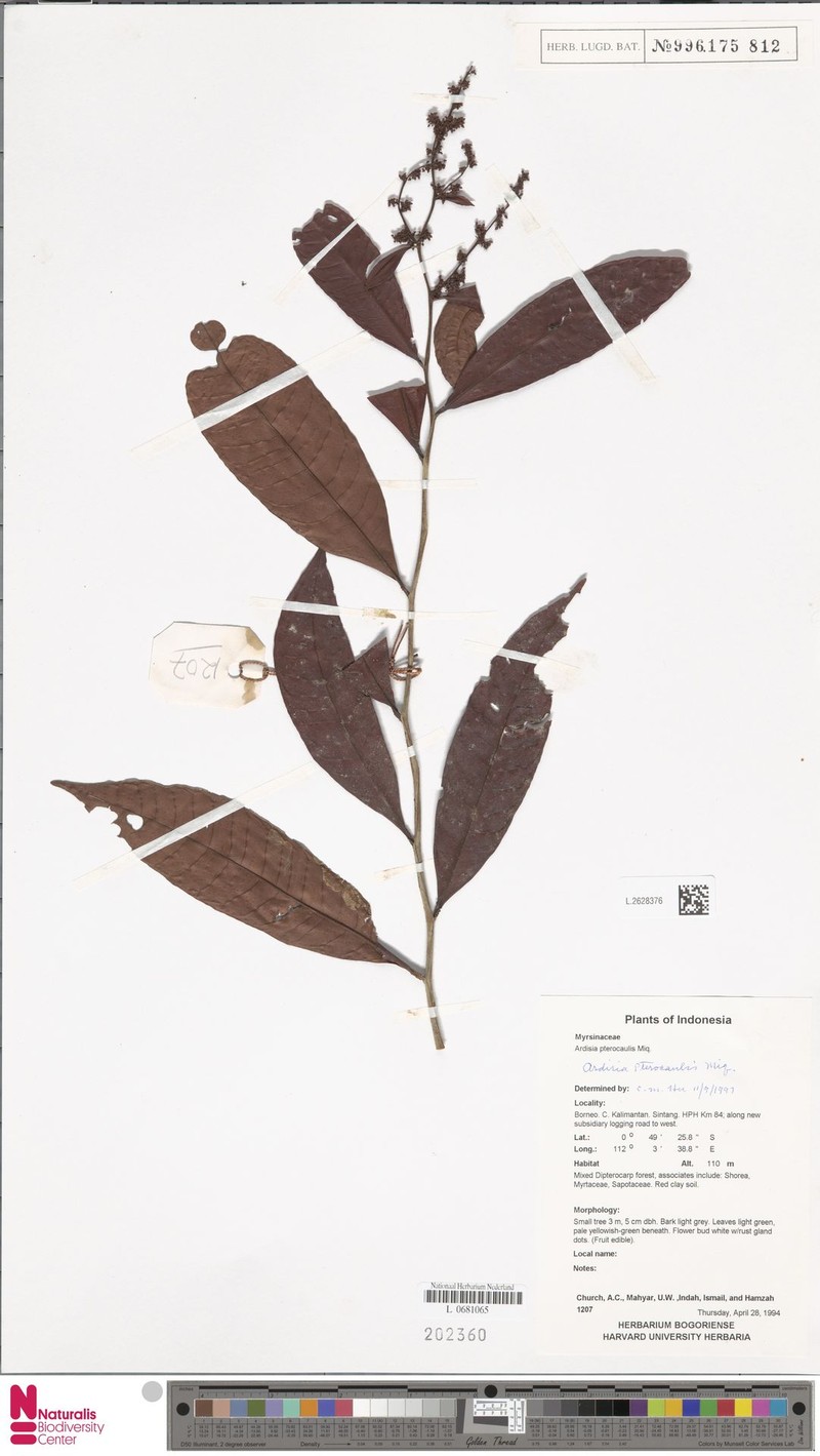 Ardisia pterocaulis photo 3