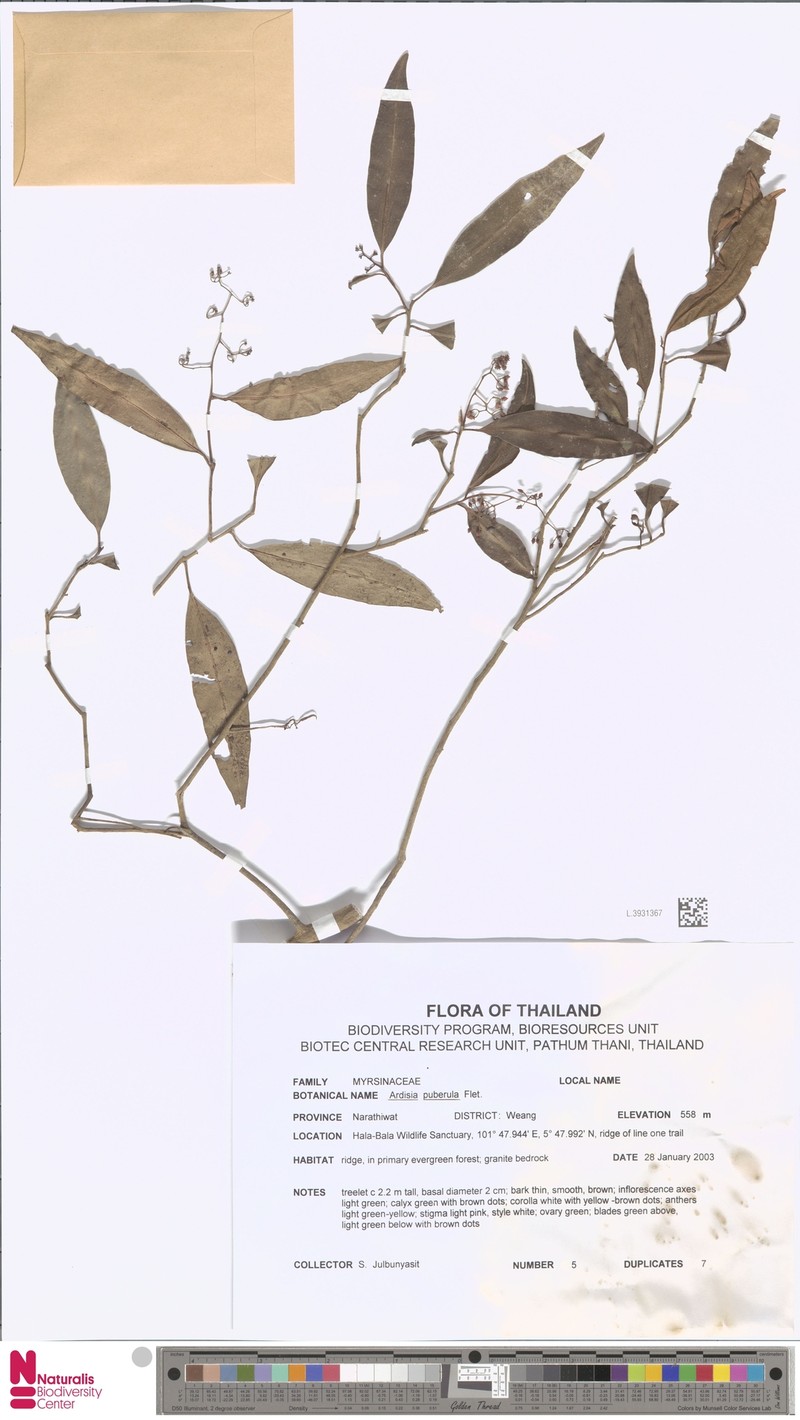 Ardisia puberula