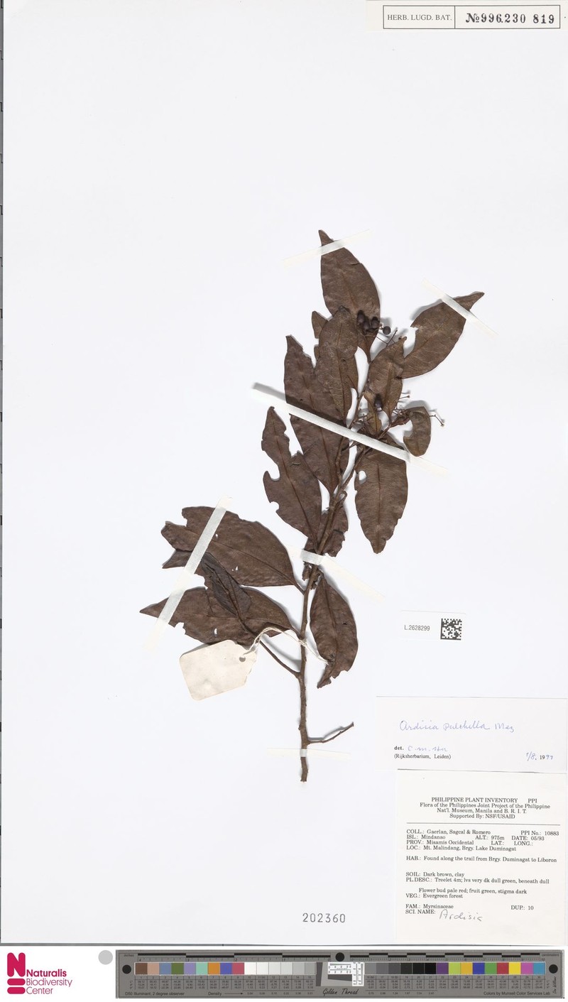 Ardisia pulchella