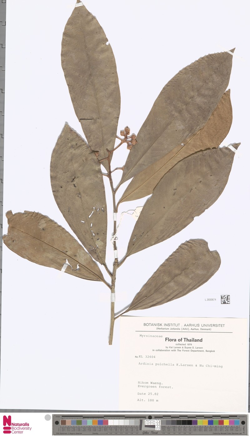 Ardisia pulchella photo 2