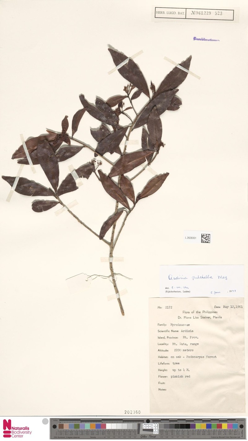 Ardisia pulchella photo 3