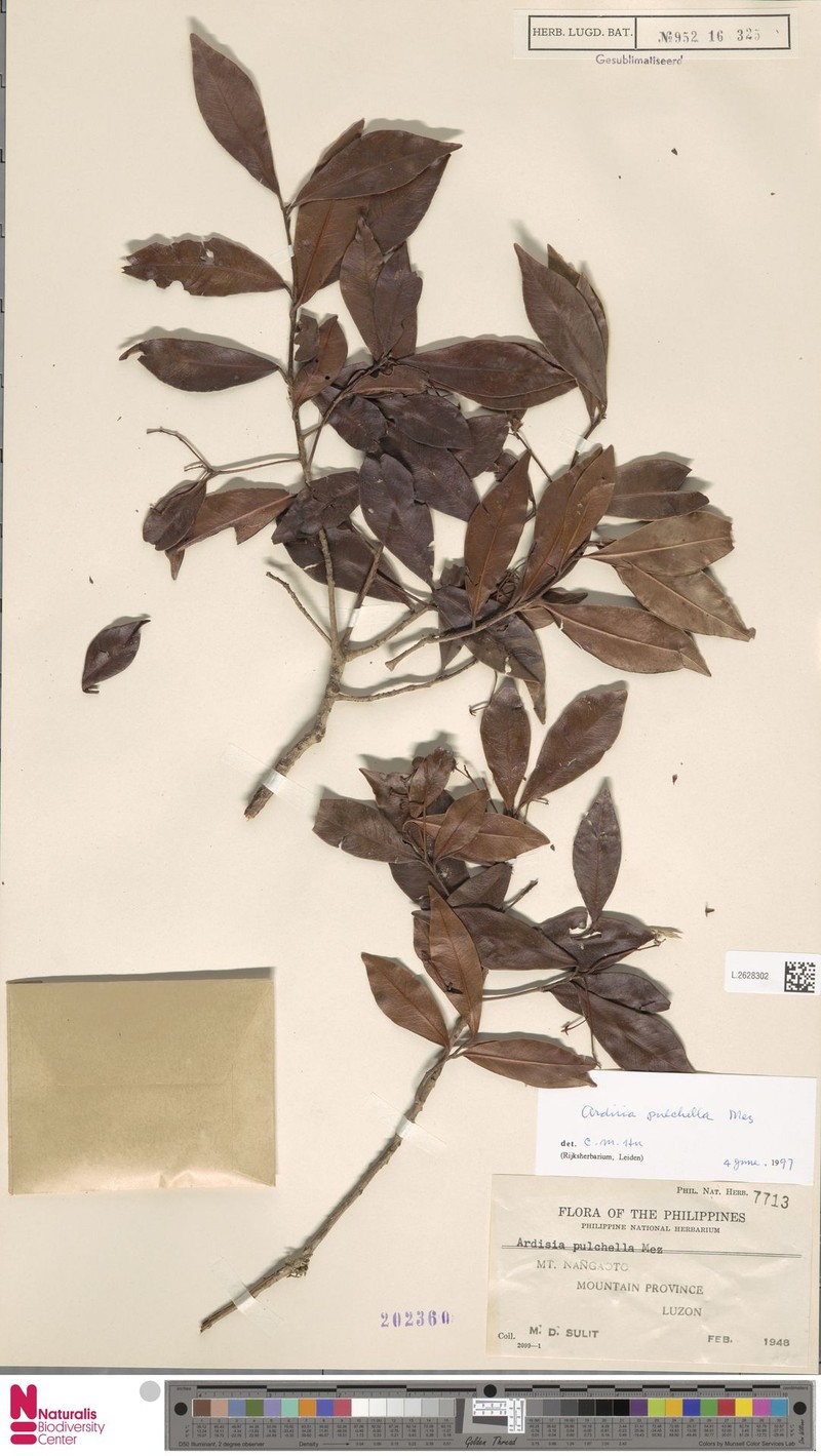 Ardisia pulchella photo 4