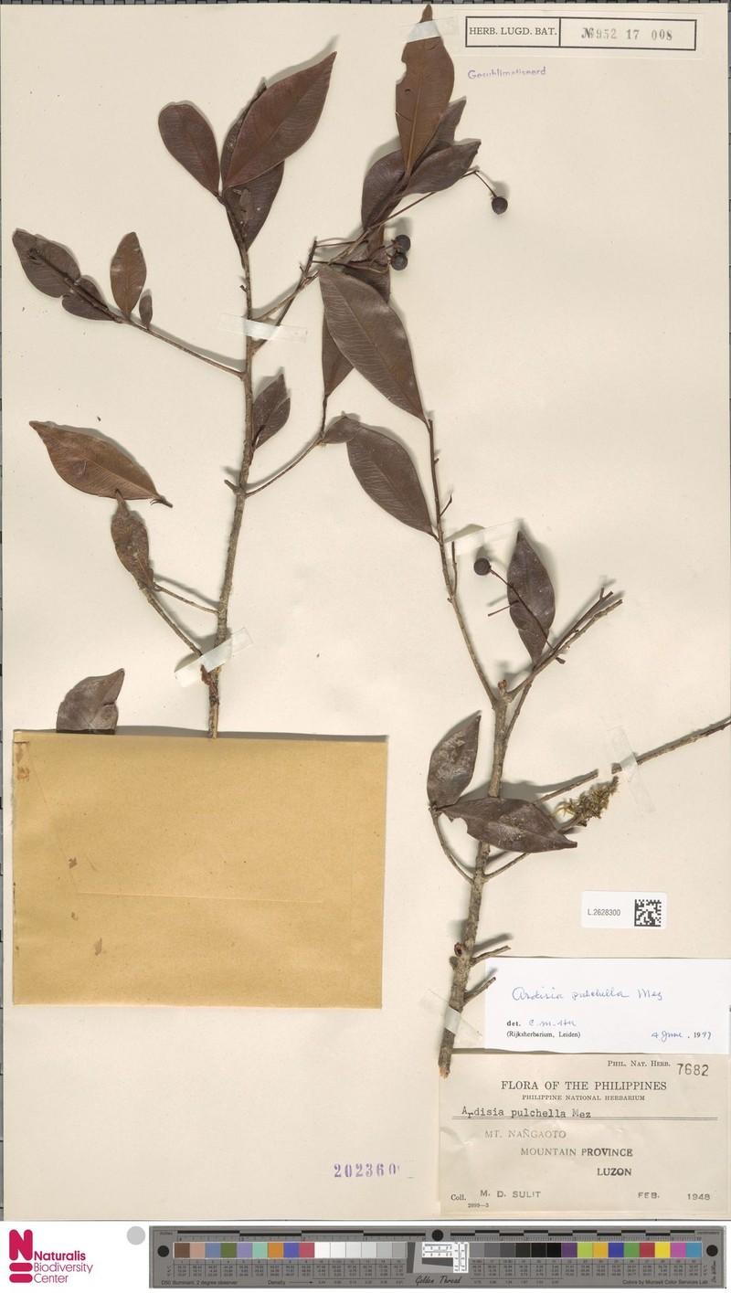 Ardisia pulchella photo 5