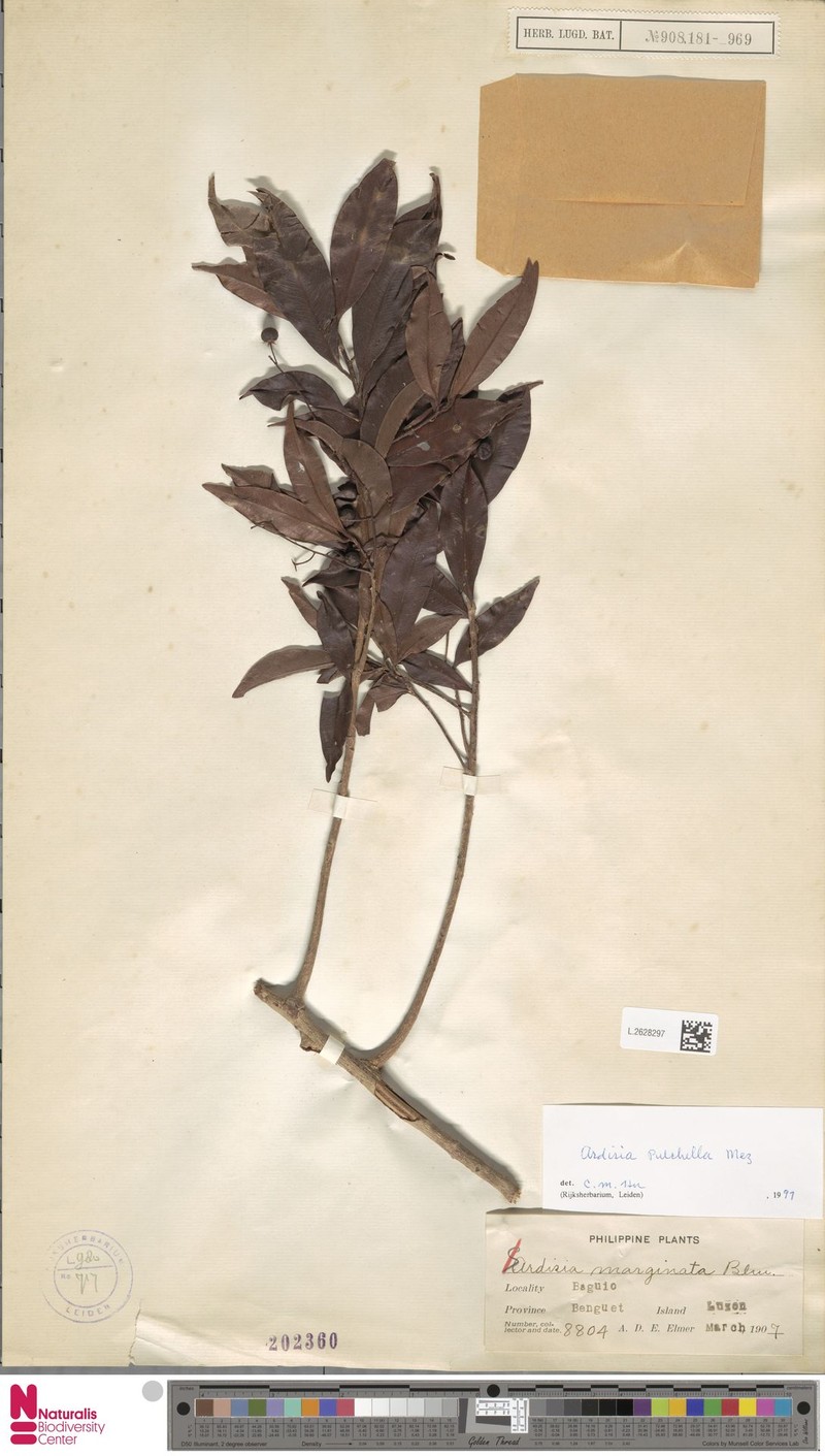 Ardisia pulchella photo 6