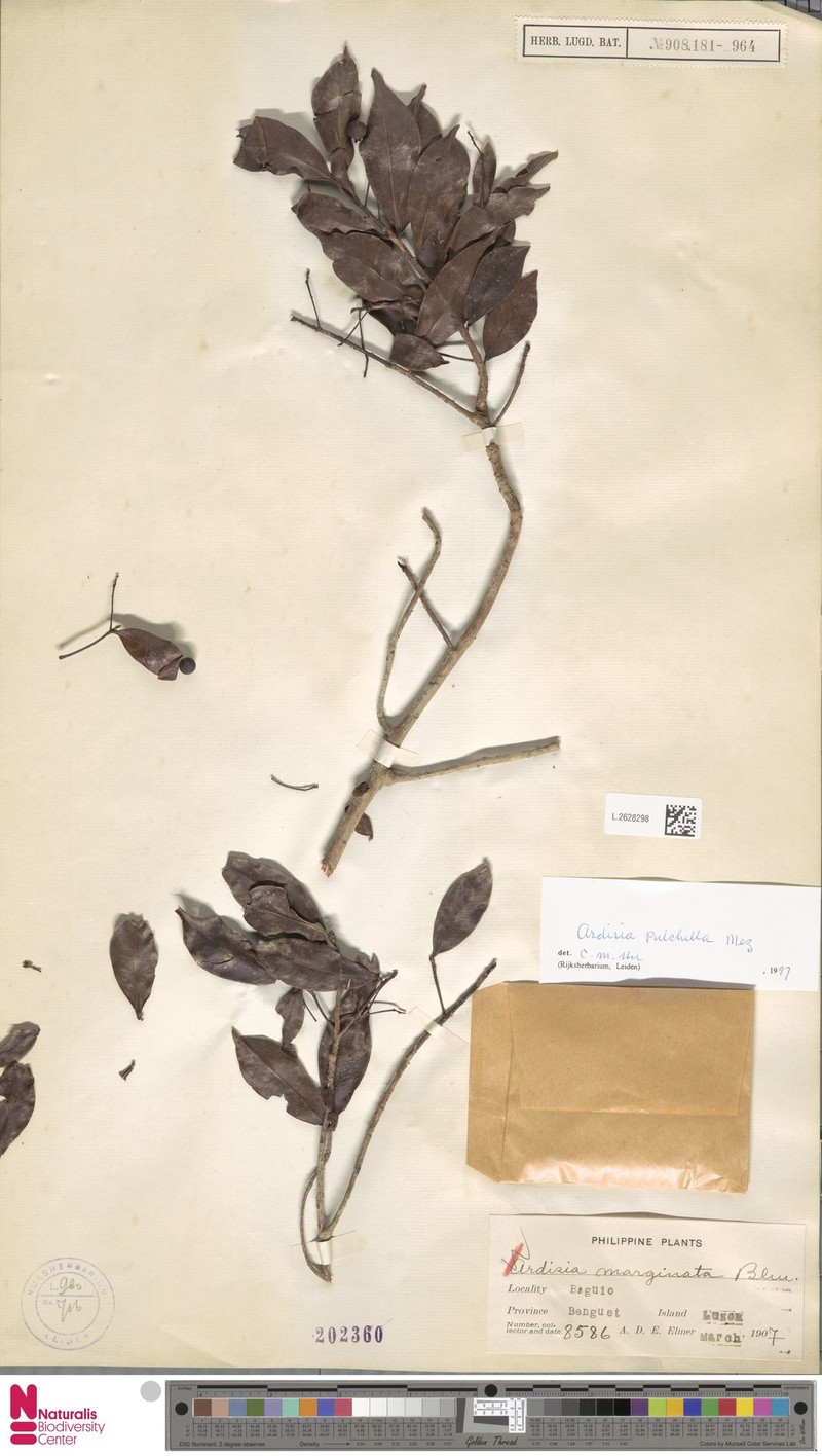 Ardisia pulchella photo 7