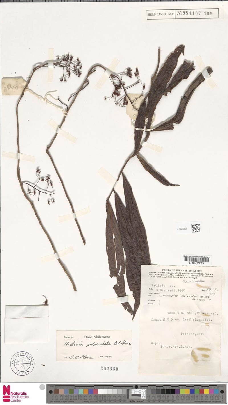 Ardisia pulvinulata