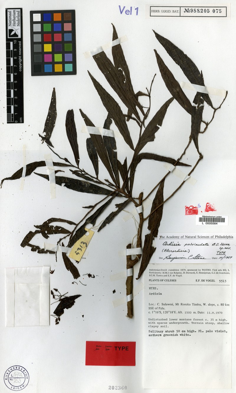 Ardisia pulvinulata photo 2
