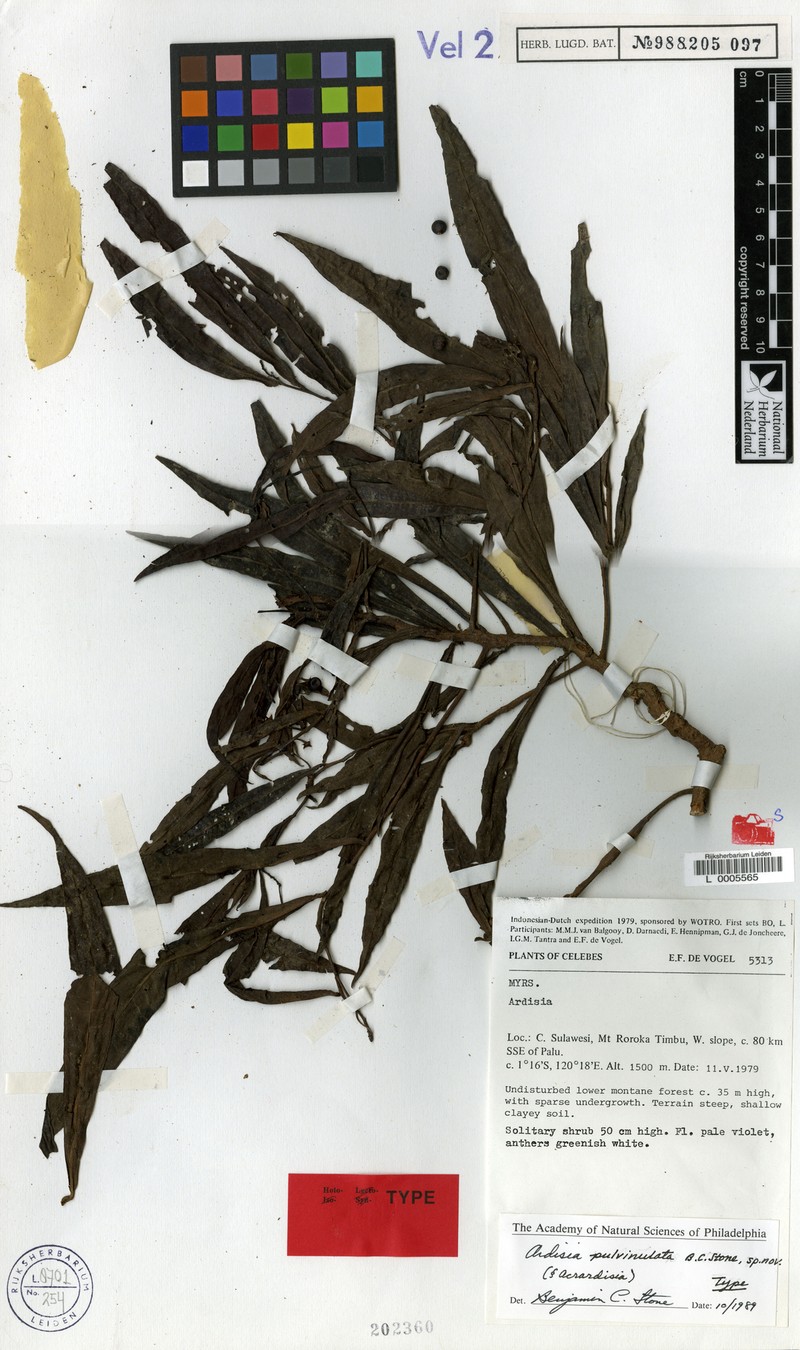 Ardisia pulvinulata photo 3