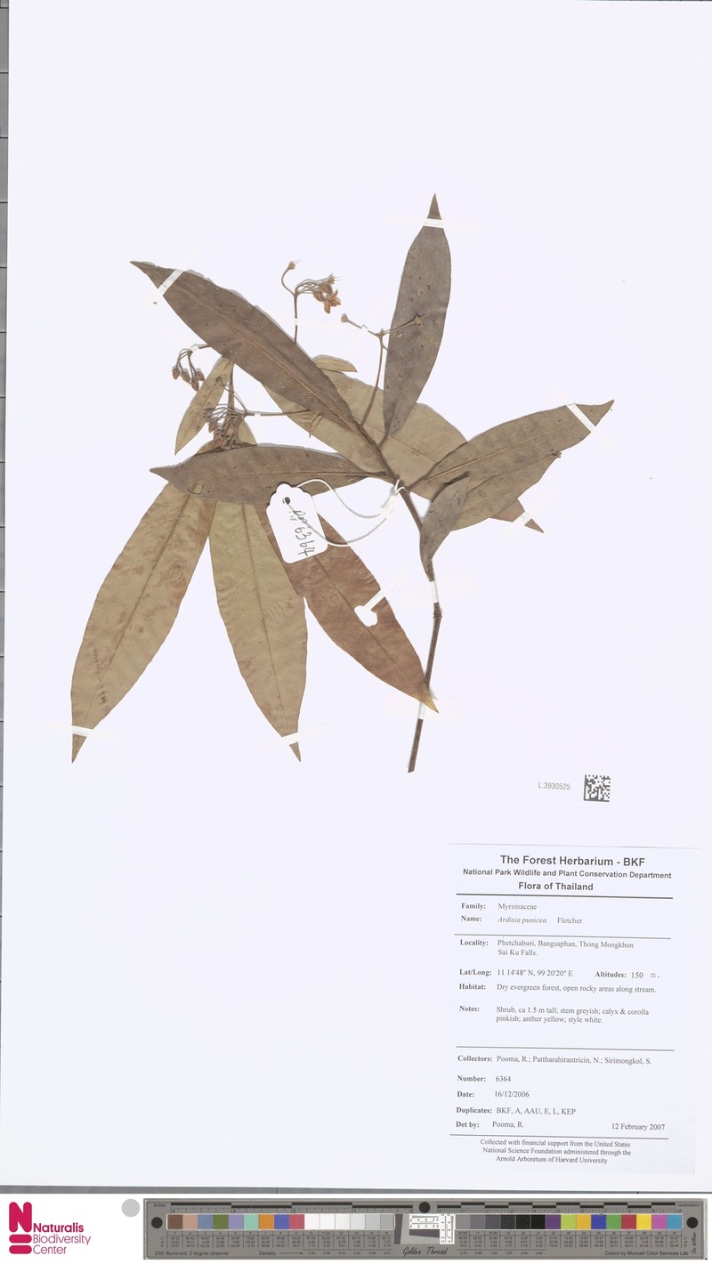 Ardisia punicea