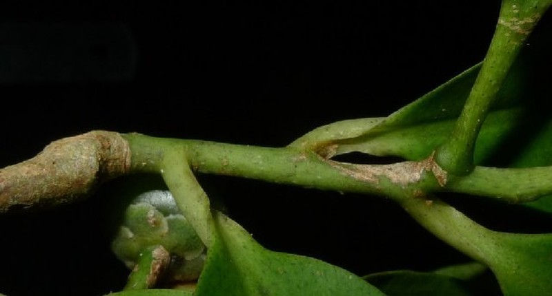 Ardisia purpurea