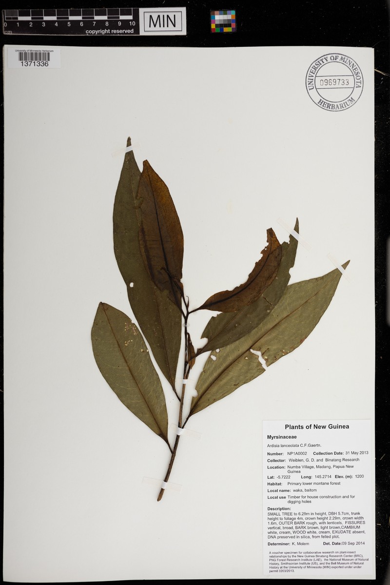 Ardisia purpurea photo 2