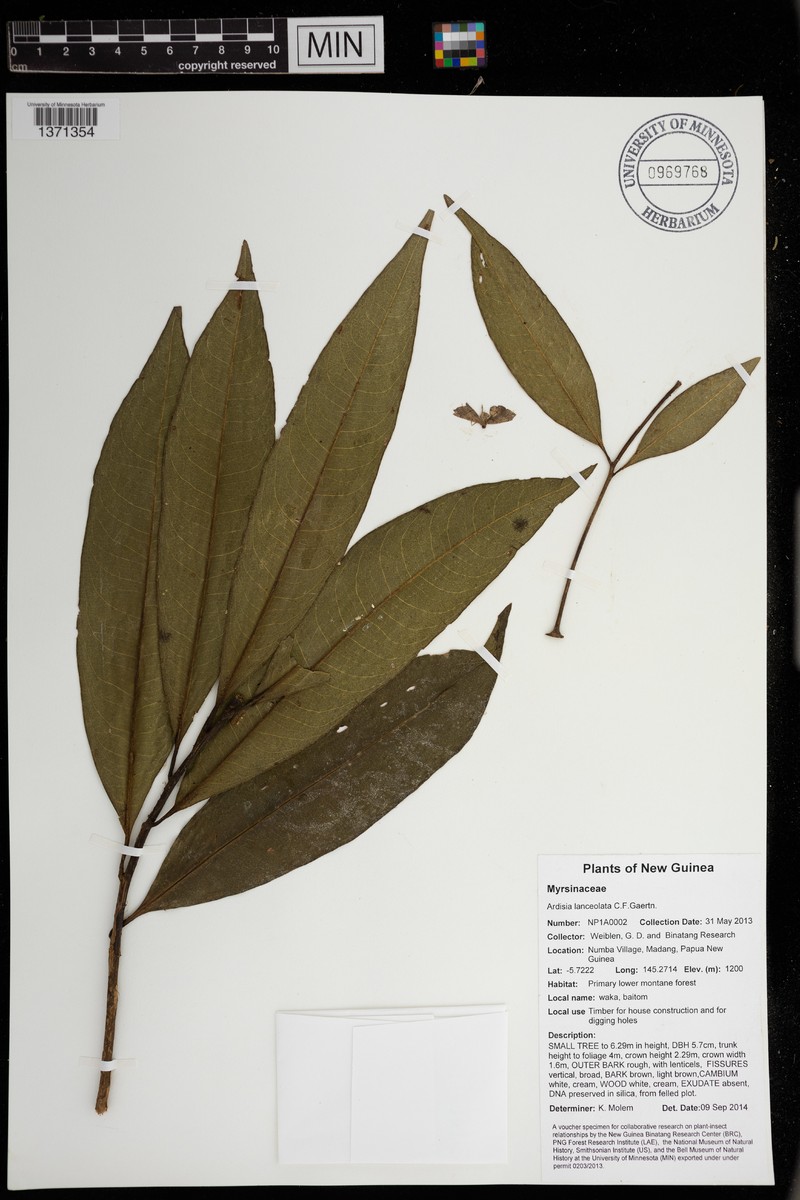 Ardisia purpurea photo 3