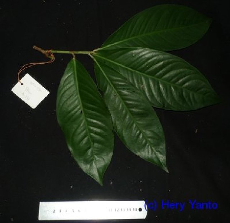Ardisia purpurea photo 4