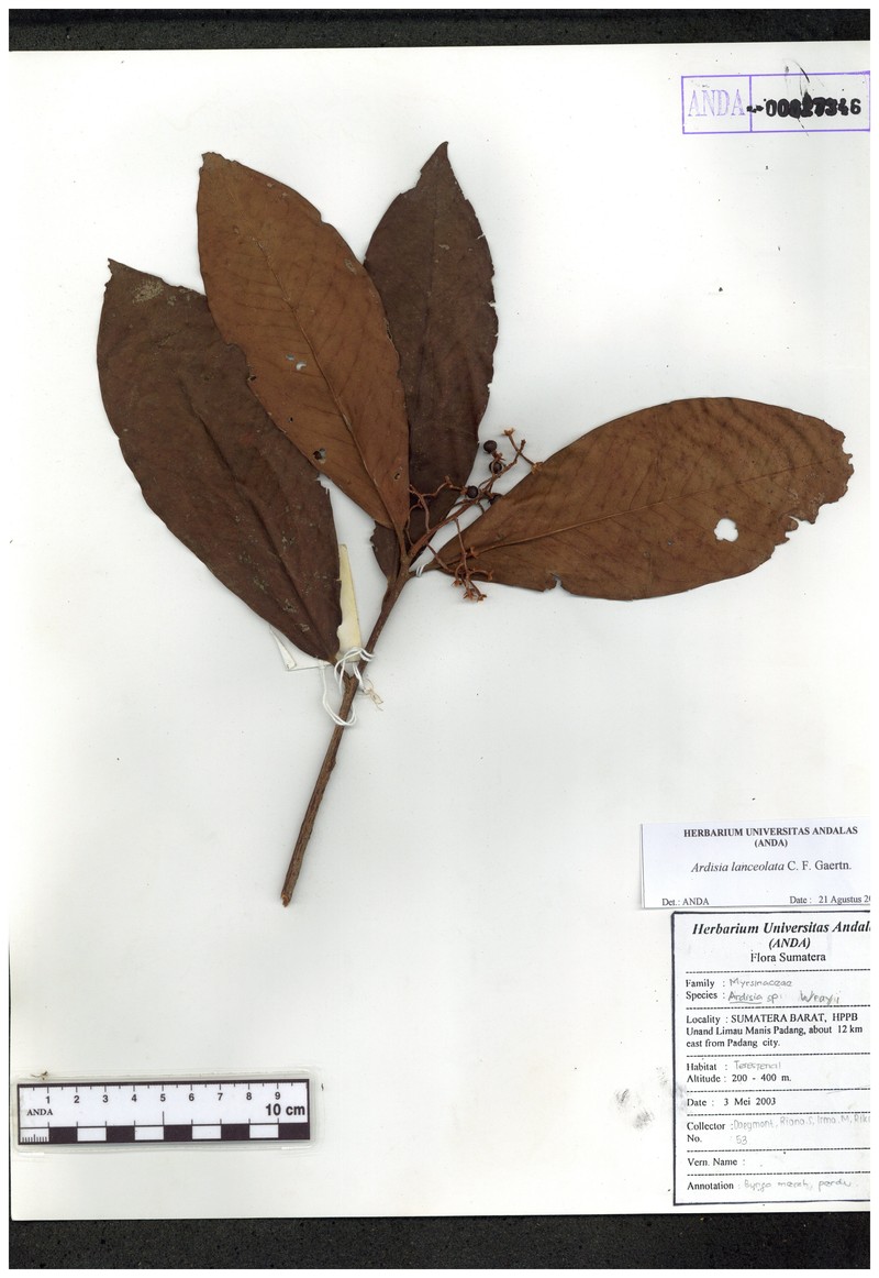 Ardisia purpurea photo 5