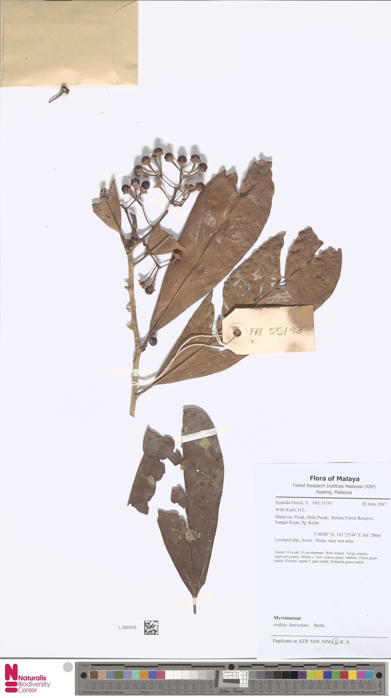 Ardisia purpurea photo 6