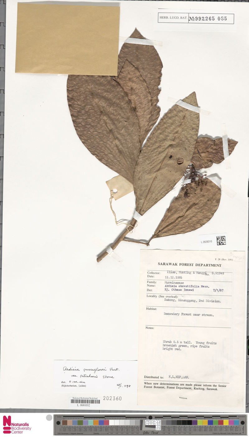Ardisia purseglovei