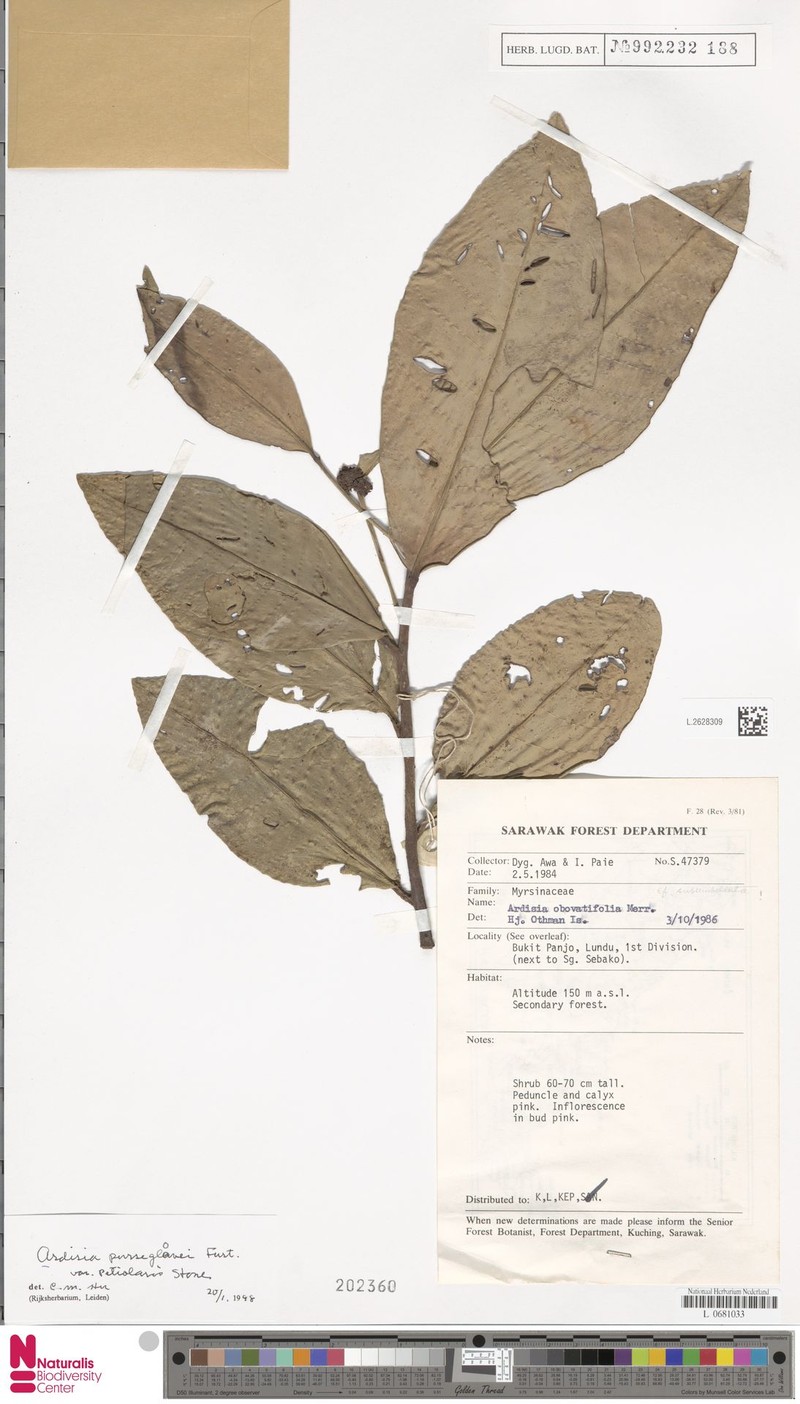 Ardisia purseglovei photo 2
