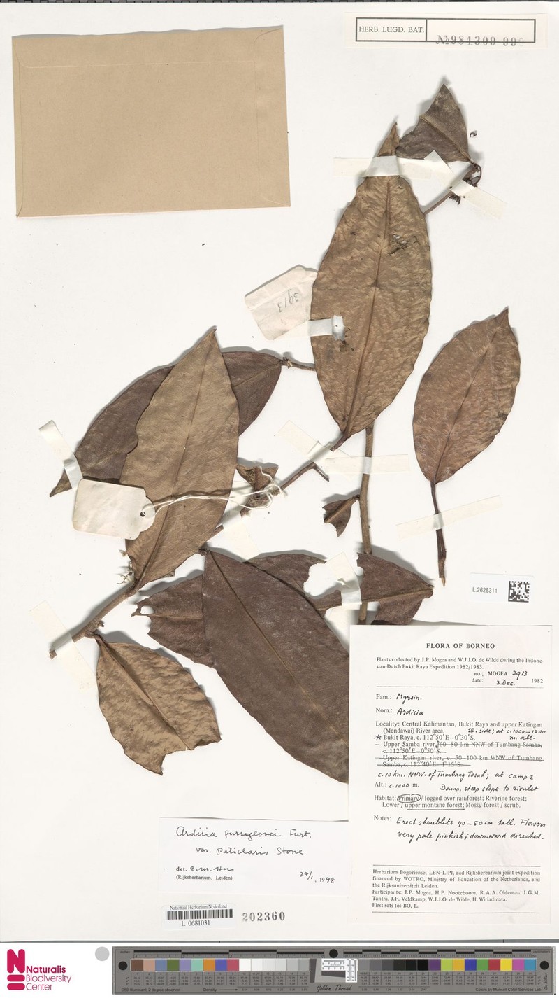 Ardisia purseglovei photo 3