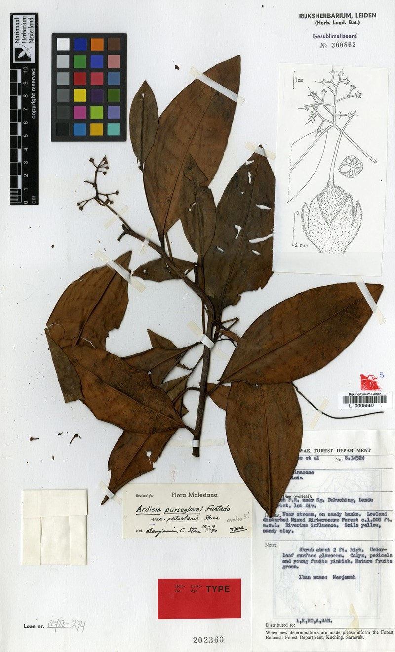 Ardisia purseglovei photo 4