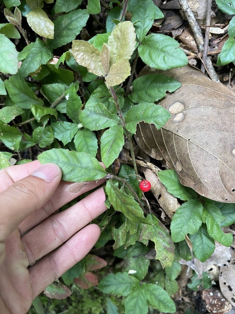 Ardisia pusilla