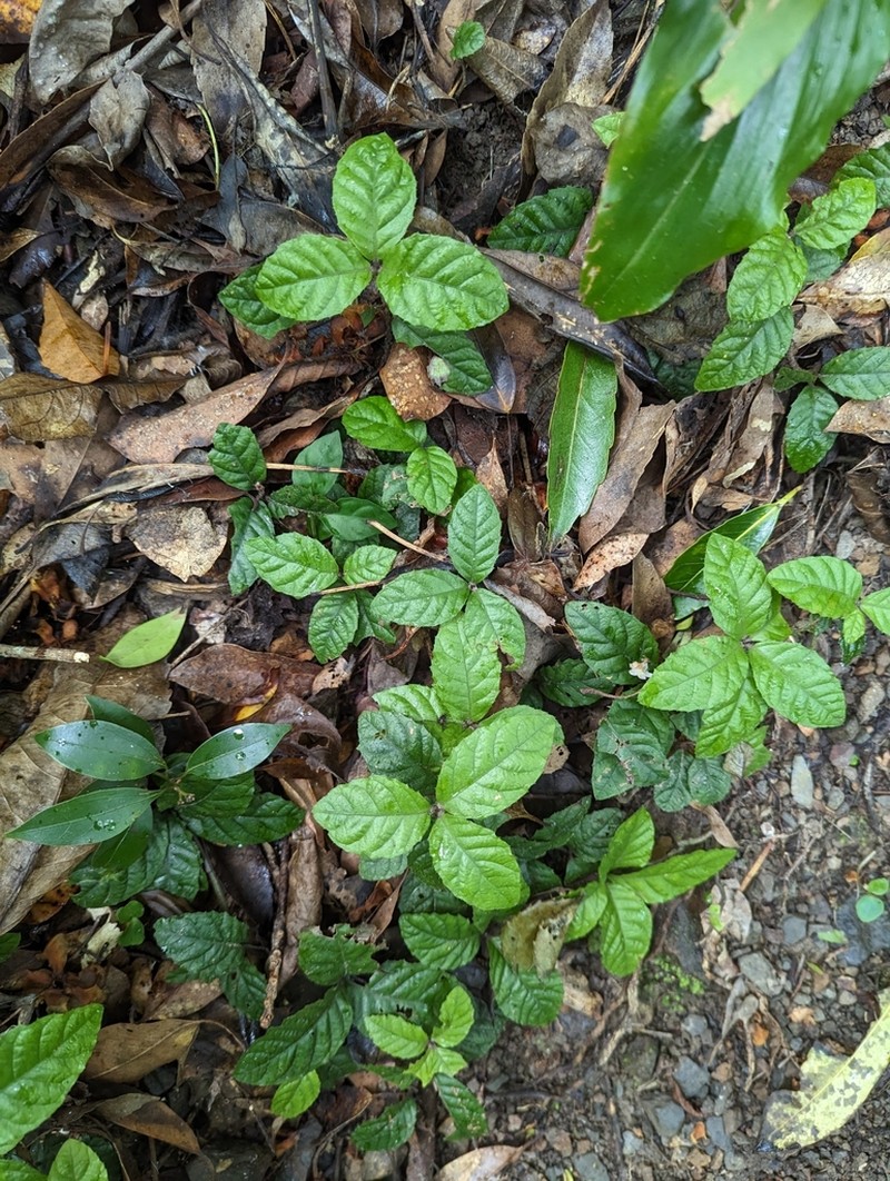 Ardisia pusilla photo 2