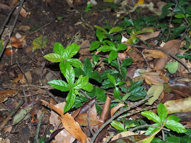 Ardisia pusilla photo 3