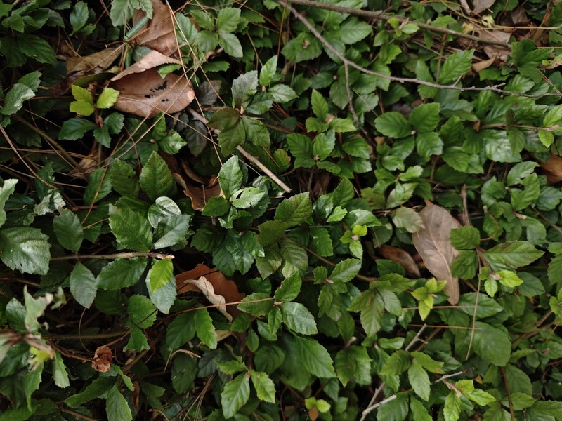 Ardisia pusilla photo 4