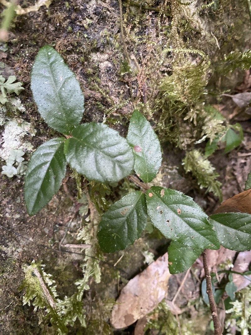 Ardisia pusilla photo 5