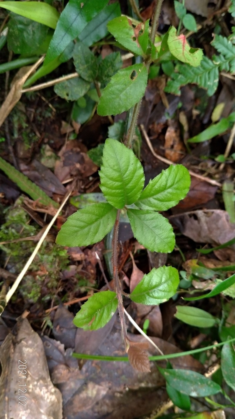 Ardisia pusilla photo 6