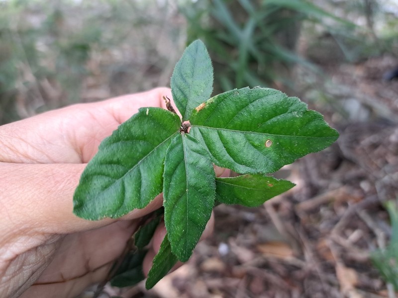 Ardisia pusilla photo 7